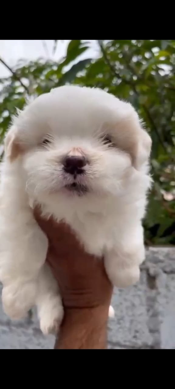 Buy Male Lhasa Apso Puppy from Chennai